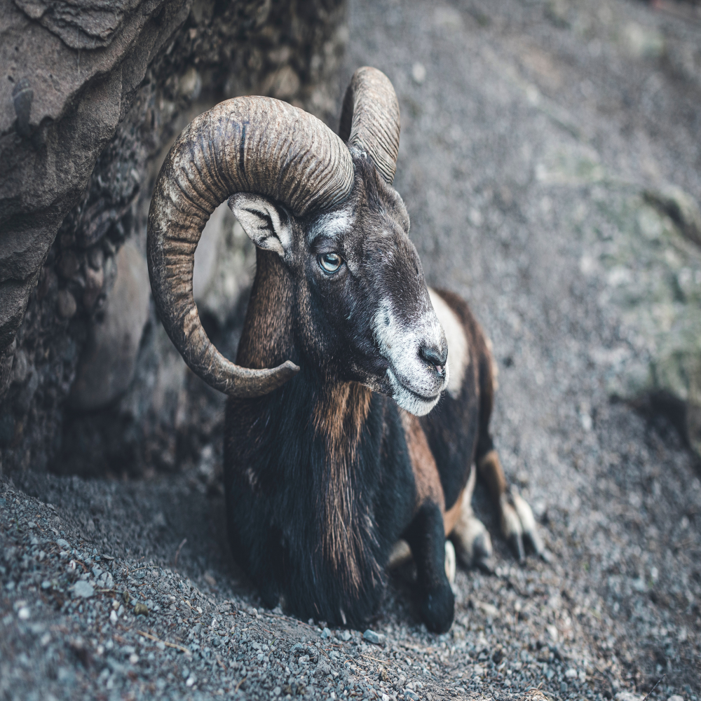 Aries Season: What to Expect and the Best Crystals to Promote Well-being
