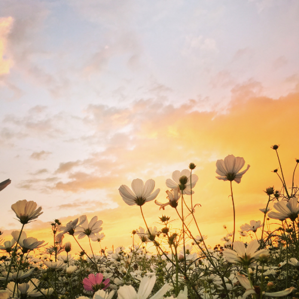 Using Flower Essences for Emotional Wellbeing