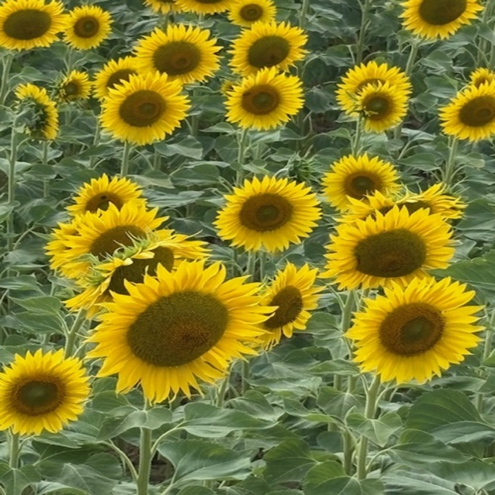 Joy, Freedom, and a Field of Sunflowers: The Beauty of the Present Moment