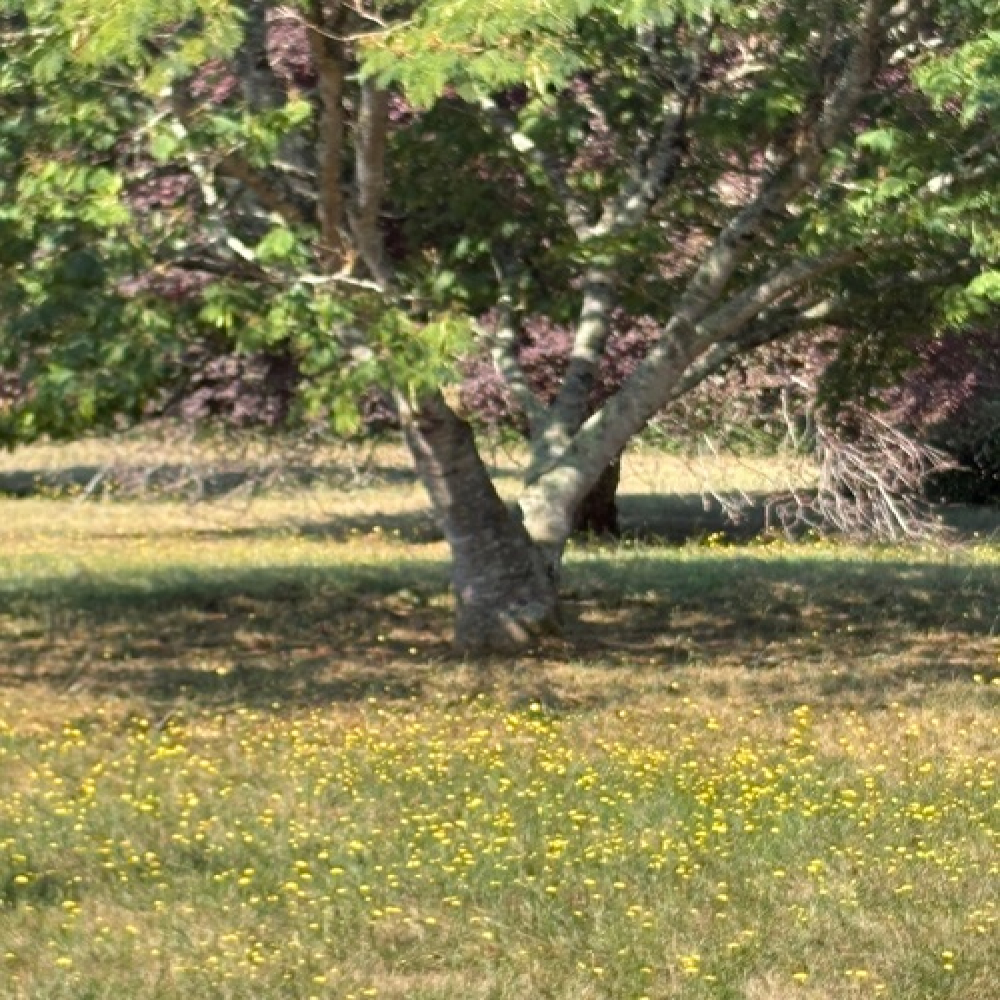 What a Bunch of Weeds Taught Me About Life Values