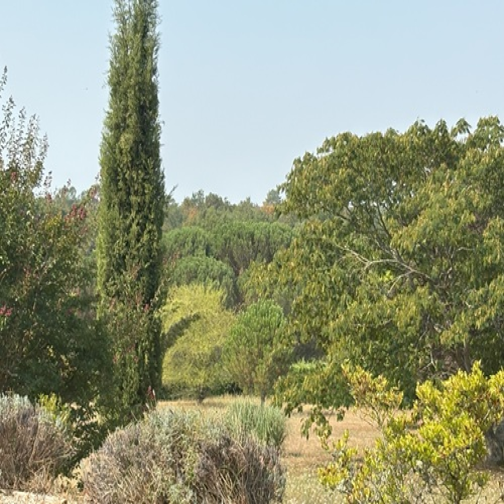 Lessons from Oak Trees: Cooperation and Change for Thriving