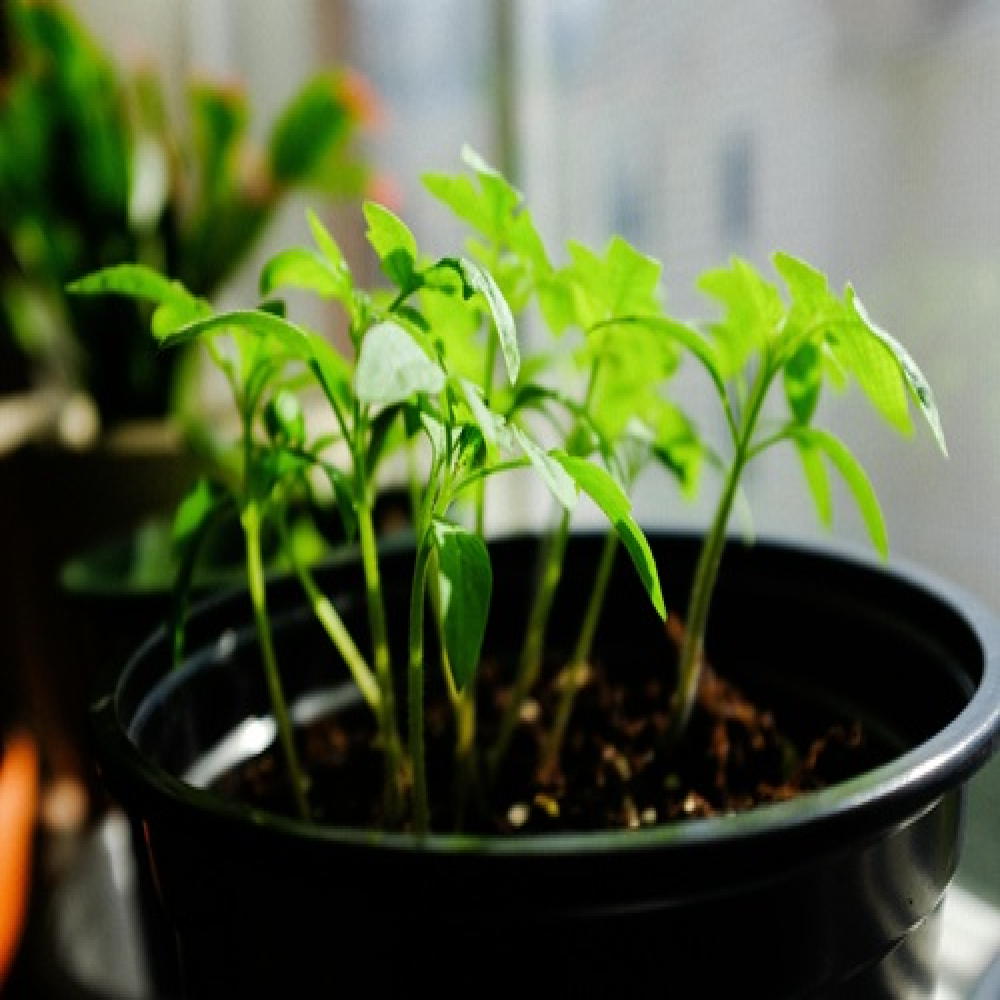 Life Lessons from Seedlings: Finding Balance and Growth in Nature