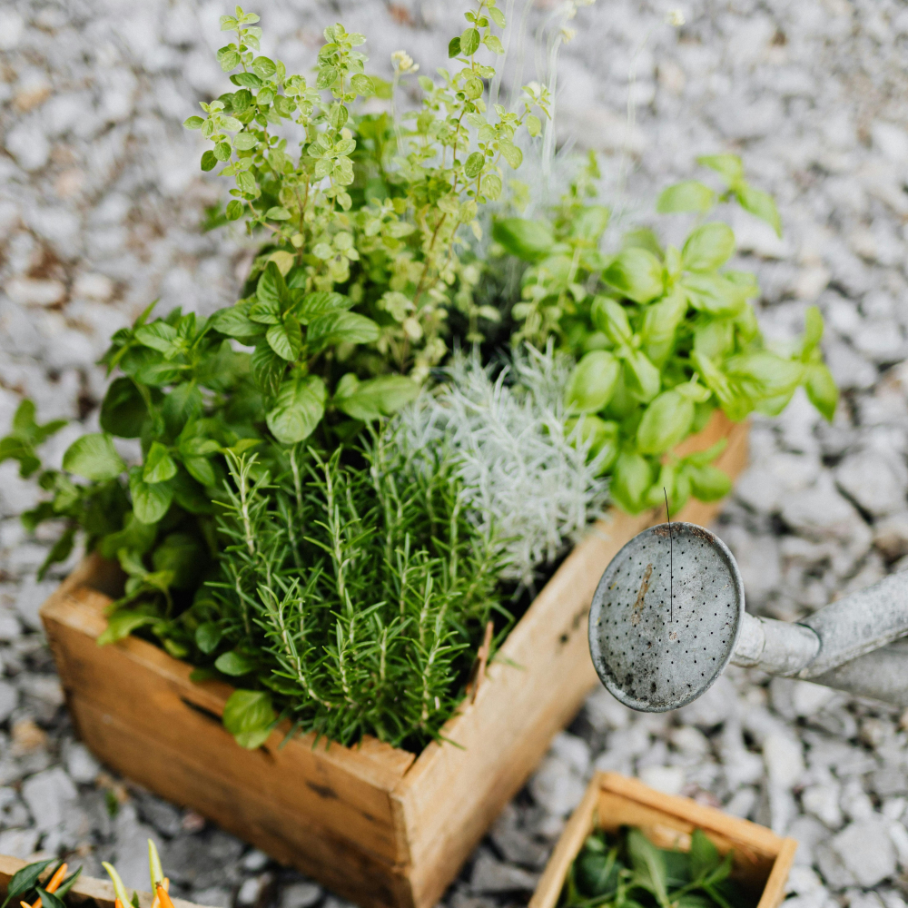 Harvest Blessings: Working with Autumn Herbs