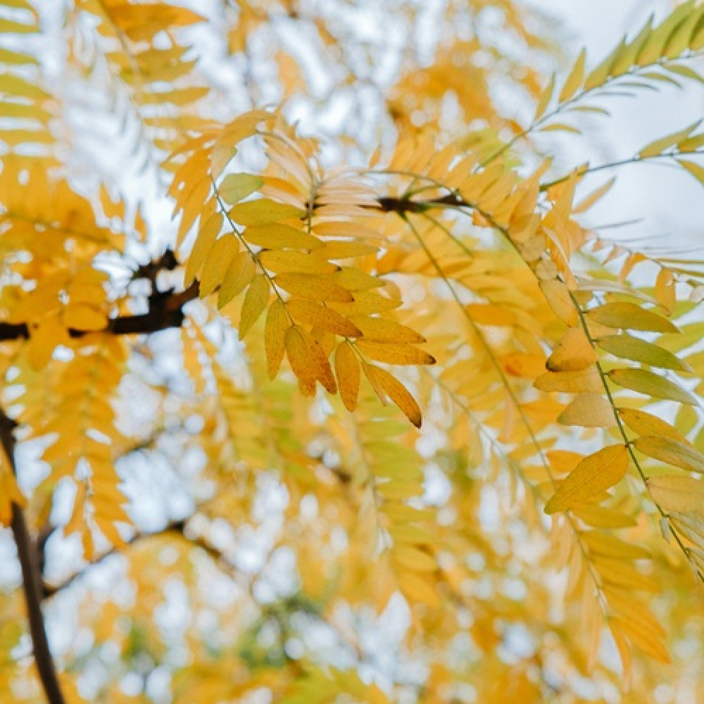 A Season of Release: What Autumn Is Inviting You to Lay Down