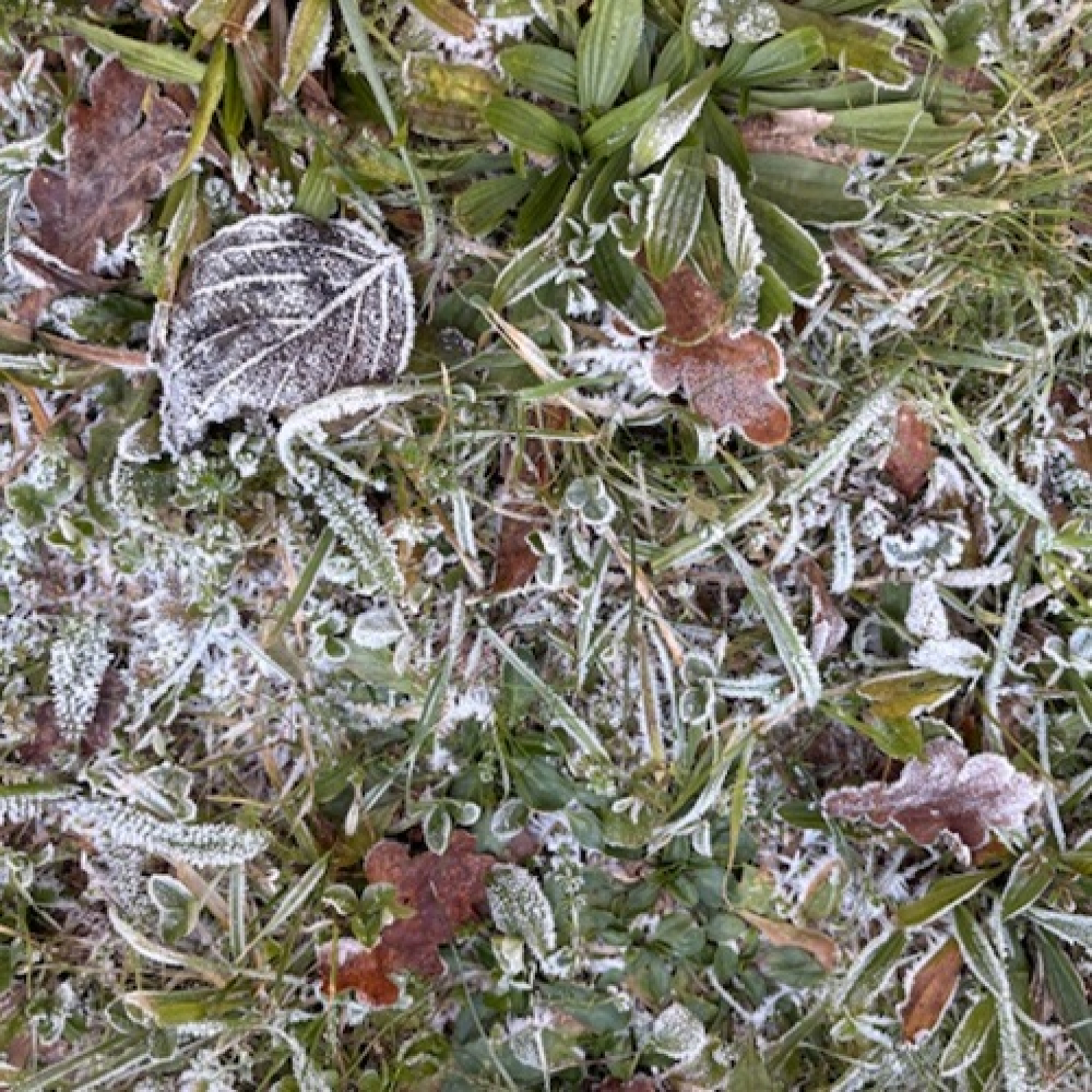 How Nature Responds to Extreme Cold