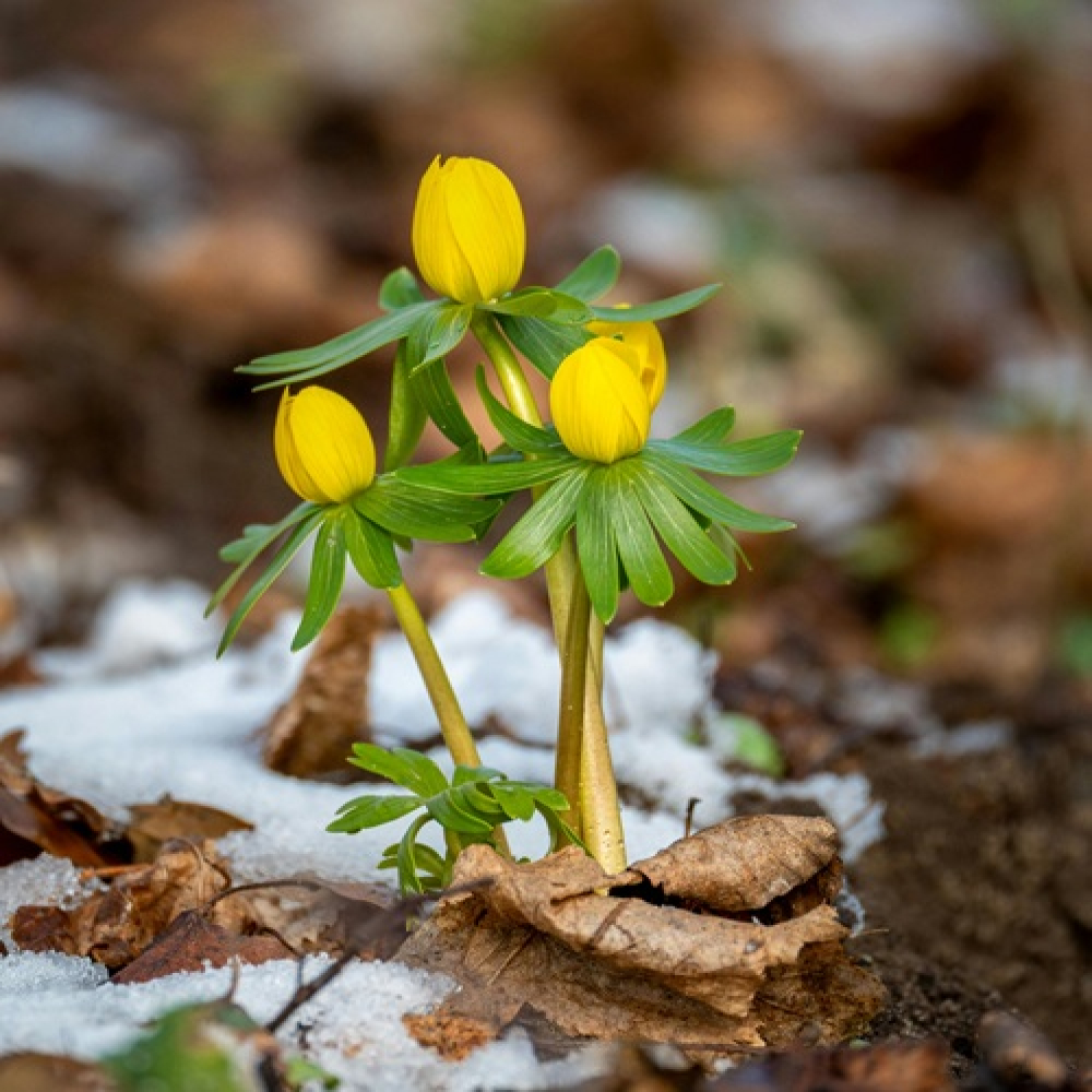 What Nature Teaches Us About Adapting to Change