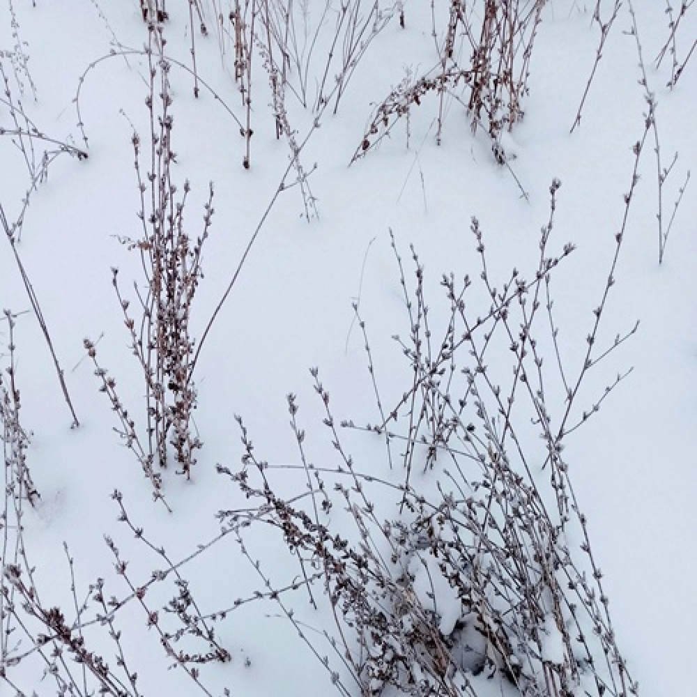 Why Nature Doesn’t Force Growth