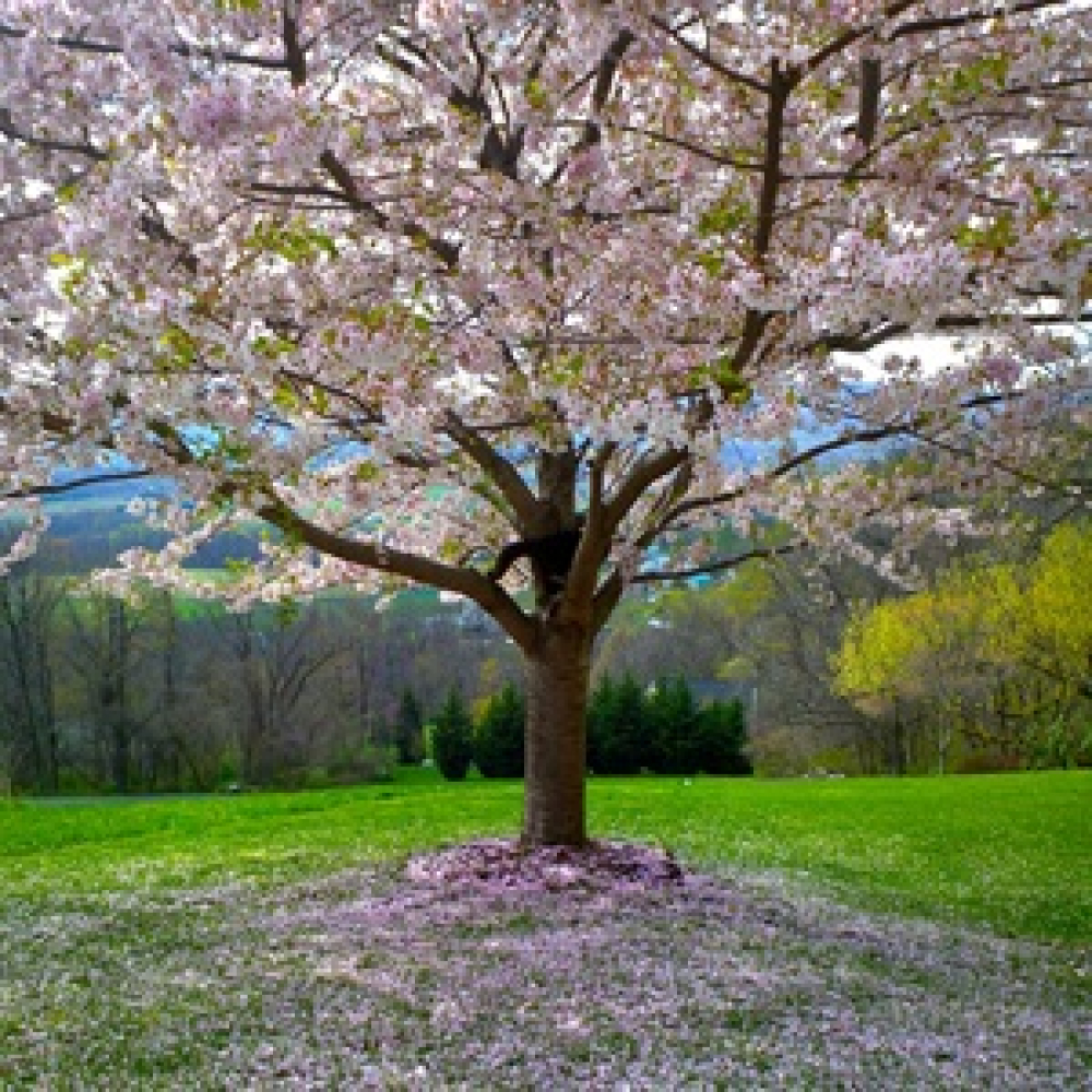 Herbs for New Beginnings: Simple Ways to Welcome Positive Change