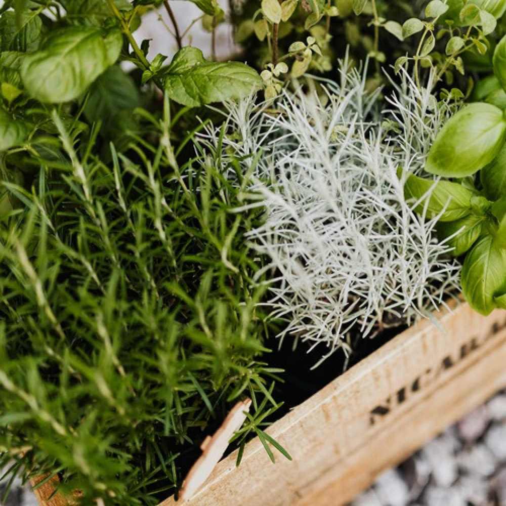 Gentle Spring Herb Rituals to Welcome Fresh Energy