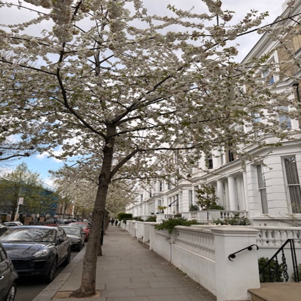 How Spring Blossom Brings Hope After Difficult Times