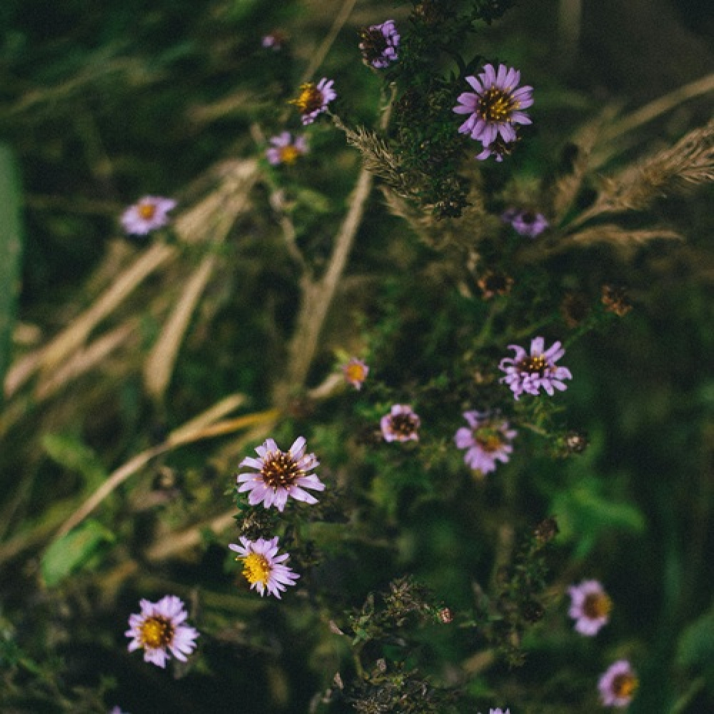 What Nature Teaches Us About Patience and Growth