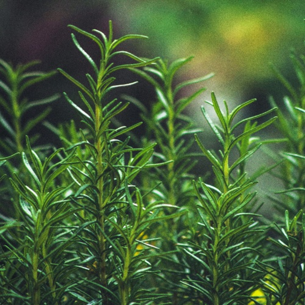 When Your Mind Feels Busy, Try Rosemary