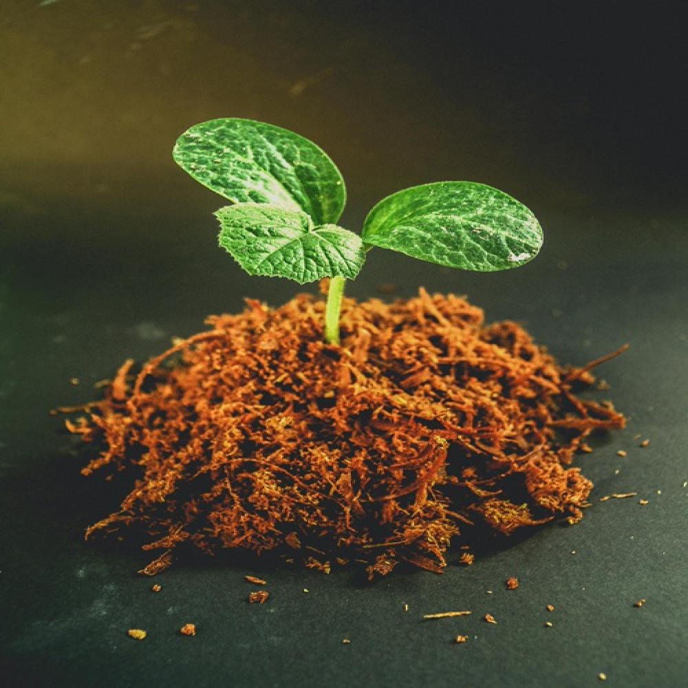 A Spring Ritual for the Soul: Planting Seeds of Intention